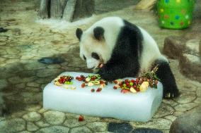 Twin Giant Pandas 9th Birthday Celebration in Nanning Zoo