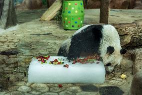 Twin Giant Pandas 9th Birthday Celebration in Nanning Zoo