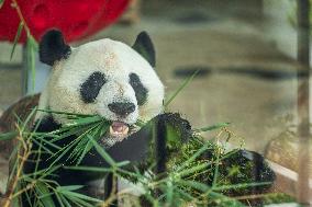 Twin Giant Pandas 9th Birthday Celebration in Nanning Zoo