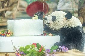 Twin Giant Pandas 9th Birthday Celebration in Nanning Zoo