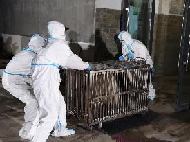 Giant pandas arrive at the Chengdu Shuangliu International Airport