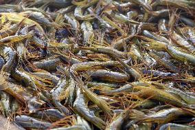 Shrimp fishing in northern Japan