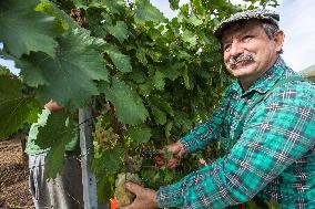 Illustration - Corse du Sud - France