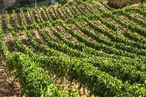 Illustration - Corse du Sud - France