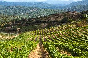 Illustration - Corse du Sud - France