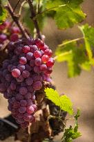 Illustration - Corse du Sud - France