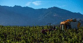 Illustration - Haute-Corse - France