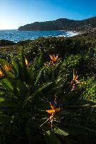 Illustration - Corse du Sud - France