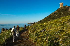 Illustration - Corse du Sud - France