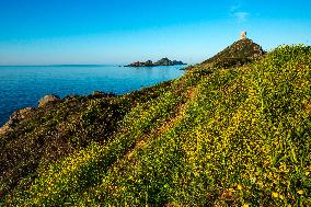 Illustration - Corse du Sud - France