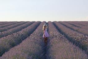 First Lavender Harvests Begin in Valensole as Tourists Flock to Provence Fields