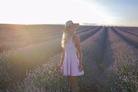 First Lavender Harvests Begin in Valensole as Tourists Flock to Provence Fields