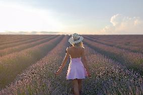 First Lavender Harvests Begin in Valensole as Tourists Flock to Provence Fields