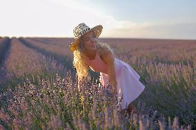 First Lavender Harvests Begin in Valensole as Tourists Flock to Provence Fields