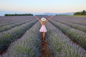 First Lavender Harvests Begin in Valensole as Tourists Flock to Provence Fields