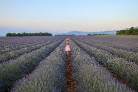 First Lavender Harvests Begin in Valensole as Tourists Flock to Provence Fields