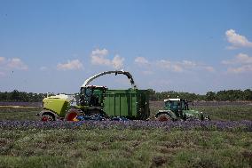 First Lavender Harvests Begin in Valensole as Tourists Flock to Provence Fields