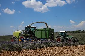 First Lavender Harvests Begin in Valensole as Tourists Flock to Provence Fields