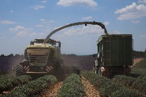 First Lavender Harvests Begin in Valensole as Tourists Flock to Provence Fields