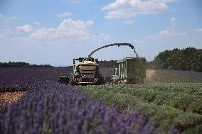 First Lavender Harvests Begin in Valensole as Tourists Flock to Provence Fields
