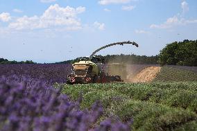 First Lavender Harvests Begin in Valensole as Tourists Flock to Provence Fields