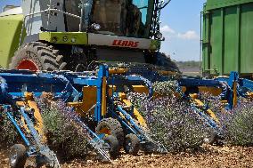 First Lavender Harvests Begin in Valensole as Tourists Flock to Provence Fields