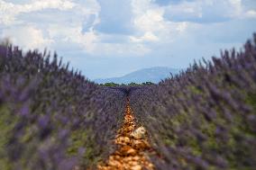 First Lavender Harvests Begin in Valensole as Tourists Flock to Provence Fields