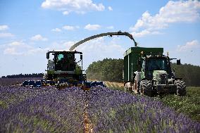 First Lavender Harvests Begin in Valensole as Tourists Flock to Provence Fields