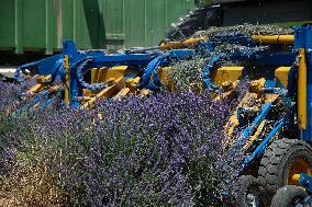 First Lavender Harvests Begin in Valensole as Tourists Flock to Provence Fields