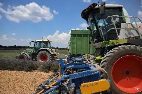 First Lavender Harvests Begin in Valensole as Tourists Flock to Provence Fields
