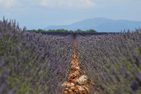 First Lavender Harvests Begin in Valensole as Tourists Flock to Provence Fields