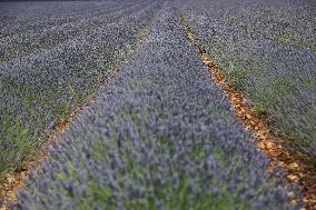 First Lavender Harvests Begin in Valensole as Tourists Flock to Provence Fields