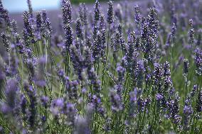 First Lavender Harvests Begin in Valensole as Tourists Flock to Provence Fields