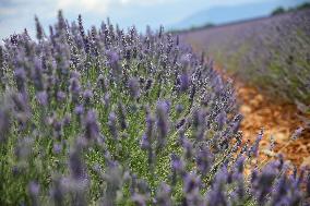 First Lavender Harvests Begin in Valensole as Tourists Flock to Provence Fields