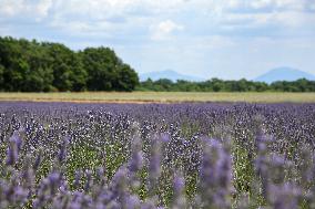 First Lavender Harvests Begin in Valensole as Tourists Flock to Provence Fields