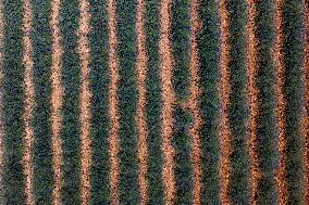 First Lavender Harvests Begin in Valensole as Tourists Flock to Provence Fields