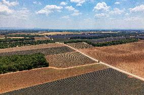 First Lavender Harvests Begin in Valensole as Tourists Flock to Provence Fields