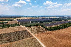 First Lavender Harvests Begin in Valensole as Tourists Flock to Provence Fields