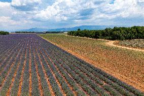 First Lavender Harvests Begin in Valensole as Tourists Flock to Provence Fields