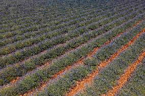 First Lavender Harvests Begin in Valensole as Tourists Flock to Provence Fields