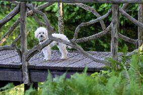 Royal Family s Traditional Photo Session - The Hague