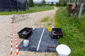African swine fever