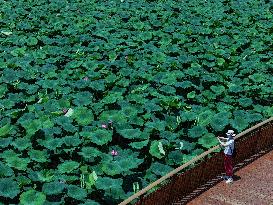 Lotus Flowers - China