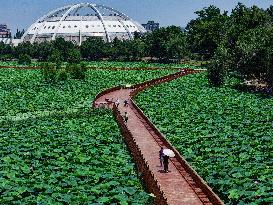 Lotus Flowers - China