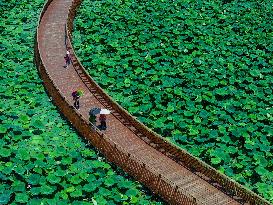 Lotus Flowers - China