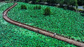 Lotus Flowers - China