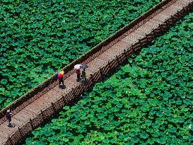 Lotus Flowers - China