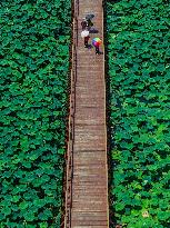 Lotus Flowers - China