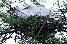 Newly Hatched Cattle Egret Chicks in Ajmer - India