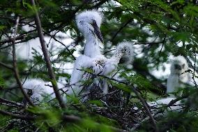 Newly Hatched Cattle Egret Chicks in Ajmer - India